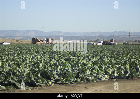Blumenkohl Ernte in der Nähe von etwa zentralen Küste von Kalifornien Stockfoto