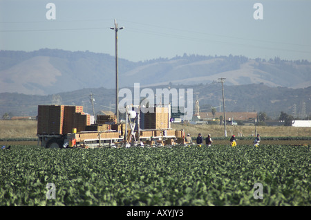 Blumenkohl Ernte in der Nähe von etwa zentralen Küste von Kalifornien Stockfoto