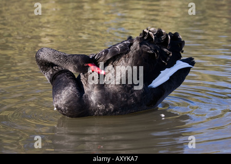 Australische Black Swan Cygnus olor putzen Wildfowl und Feuchtgebiet Vertrauen Slimbridge UK Stockfoto