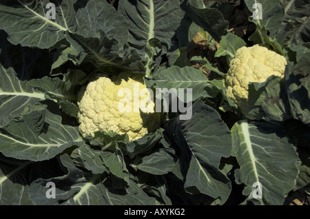 Blumenkohl Ernte in der Nähe von etwa zentralen Küste von Kalifornien Stockfoto