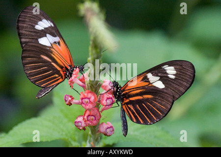 Zwei 2 Postman Schmetterlinge Heliconius Melpomene Stockfoto