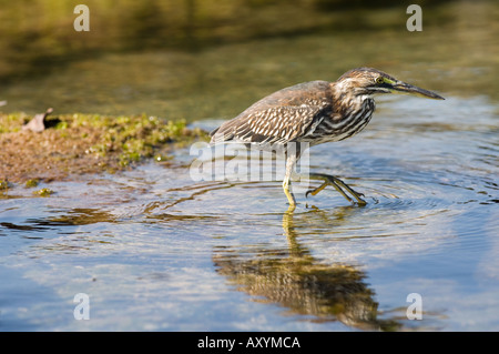 Gekerbten Heron (Butorides Striatus) zu Fuß in Wasser, Puerto Egas, James Bay, Galapagos-Inseln, Ecuador, Südamerika Stockfoto