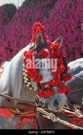 Andalusische Pferd (Equus Przewalskii F. Caballus), Porträt, Feria del Caballo Stockfoto