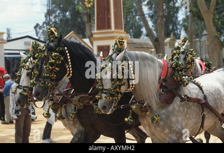 Andalusische Pferd (Equus Przewalskii F. Caballus), Feria del Caballo Stockfoto