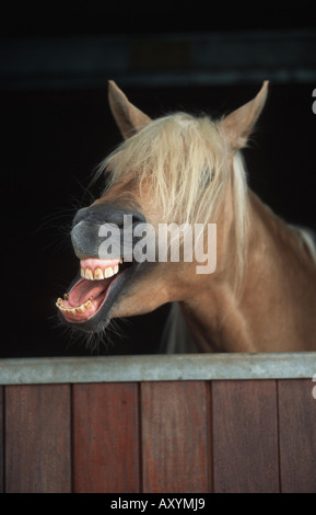 Andalusische Pferd (Equus Przewalskii F. Caballus), Blick aus Pferdestall Stockfoto