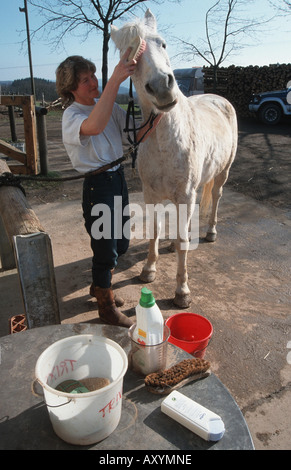 Connemara Pony (Equus Przewalskii F. Caballus), waschen Stockfoto