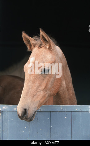Achal-Tekkiner Pferde (Equus Przewalskii F. Caballus), Porträt, in box Stockfoto