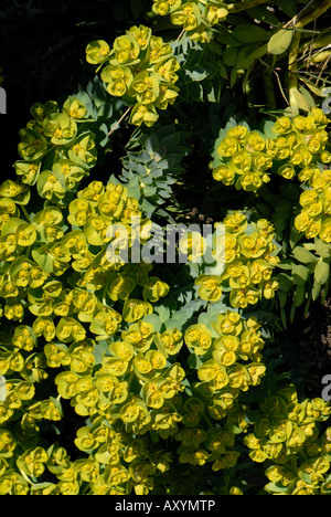 Blühende Wolfsmilch Euphorbia Myrsinites Rock Zierpflanze Stockfoto