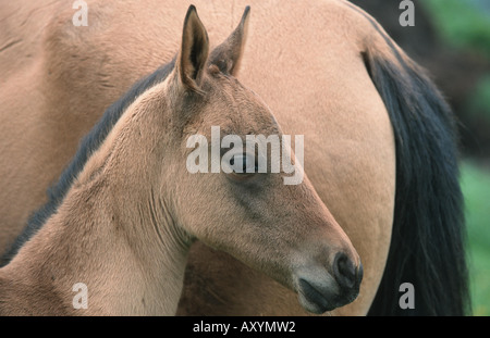 Achal-Tekkiner Pferde (Equus Przewalskii F. Caballus), Fohlen Stockfoto