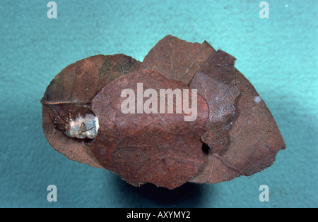 Köcherfliegenart (Glyphotaelius Pellucidus), Larve Stockfoto