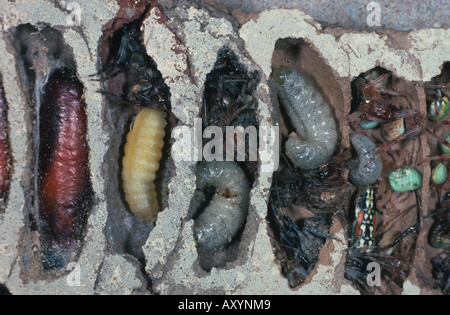 Schlamm Dauber (Sceliphron (Destillatorium)), eröffnete Nest mit Larven, Puppen und Gefangenen Spinnen Stockfoto