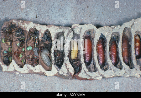 Schlamm Dauber (Sceliphron (Destillatorium)), eröffnete Nest mit Larven, Puppen und Gefangenen Spinnen Stockfoto