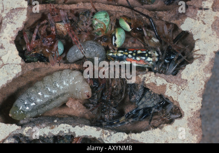 Schlamm Dauber (Sceliphron (Destillatorium)), eröffnete Nest mit Larven, Puppen und Gefangenen Spinnen Stockfoto