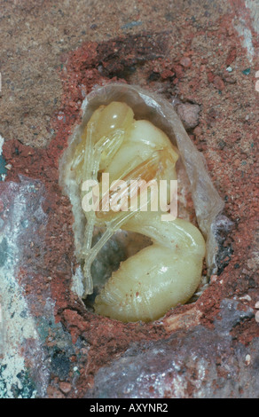 Potter Wespe (Delta Emarginatum), eröffnete Puppe im Nest. Stockfoto