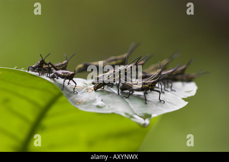 Heuschrecken auf grünes Blatt Kilombero Valley Tansania Stockfoto