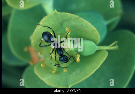 Waldameisen (Formica spec.), auf Euphorbia Stockfoto