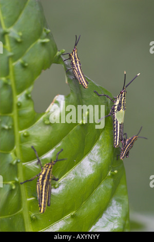 Heuschrecken auf grünes Blatt Kilombero Valley Tansania Stockfoto