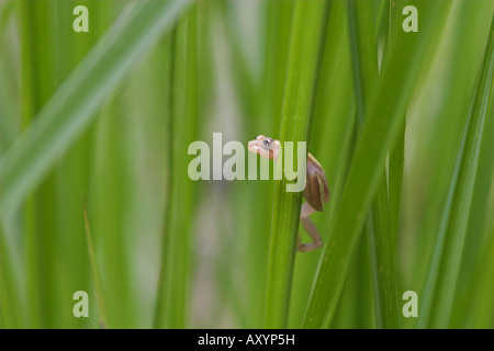 Reed Frosch im Kilombero Valley Tansania Stockfoto