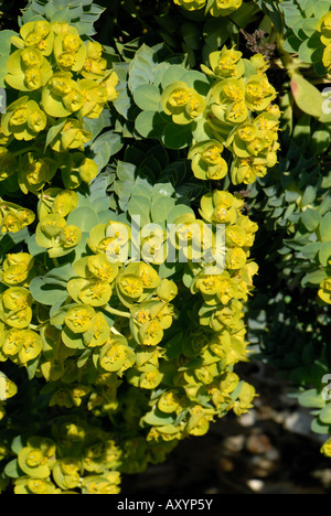 Blühende Wolfsmilch Euphorbia Myrsinites Rock Zierpflanze Stockfoto