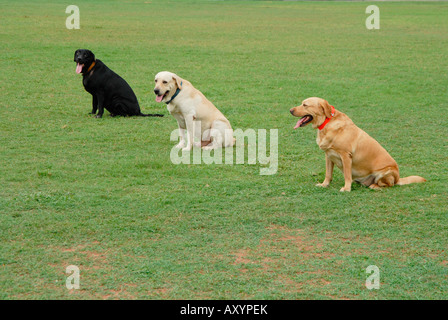 Drei Hunde (ein golden Retriever und zwei Labrador) in einer Zeile immer Polizei Ausbildung, Indien Stockfoto