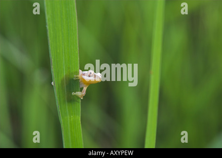 Reed Frosch im Kilombero Valley Tansania Stockfoto