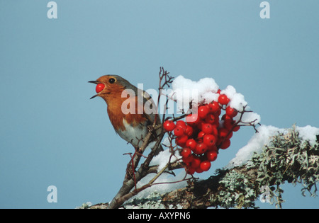 Rotkehlchen (Erithacus Rubecula), ernähren sich von Früchten Stockfoto