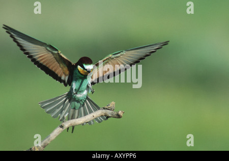 Europäische Biene-Esser (Merops Apiaster), Landung Stockfoto
