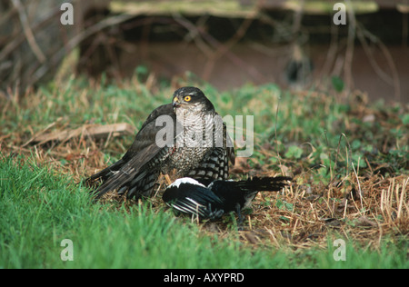 nördlichen Sperber (Accipiter Nisus), mit aufgenommenen schwarz-billed Magpie, Schweiz, Bodensee, Thalang Stockfoto