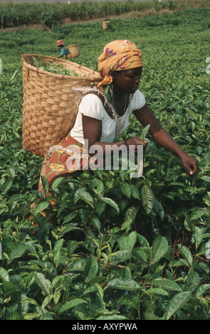 Tee-Picker Ernte Tee auf einer Teeplantage, Malawi, Phalombe Ebene, Mulanje Stockfoto