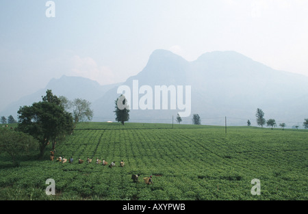 Tee-Plantage mit Pflücker vor Mulanje Berge, Malawi, Phalombe Ebene, Mulanje Stockfoto