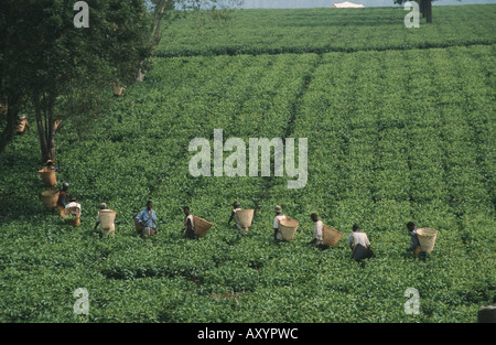 Zeile der Pflücker auf einen Tee Plantattion, Malawi, Phalombe Ebene, Mulanje Stockfoto