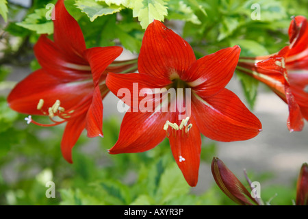 Amaryllis Lily, Hippeastrum Hybrid, Amaryllisgewächse (Amaryllis-Familie), diese Pflanzen werden im Volksmund fälschlicherweise als Amaryllis bezeichnet Stockfoto