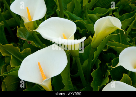 Calla-Lilien auf der Küste von Kalifornien. Stockfoto