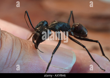 Rossameisen (Camponotus spec.), in einem Finger beißen Stockfoto