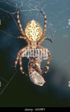 Oakleaf Orbweaver (Araneus Ceropegius, Aculepeira Ceropegia) mit Beute Stockfoto