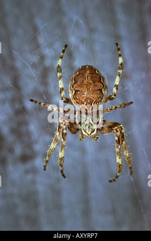 Brücke Orbweaver (Larinioides Sclopetarius, Araneus Sclopetarius) Stockfoto