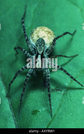 dünnen Beinen Wolfspinne (Pardosa Lugubris), mit cocoon Stockfoto