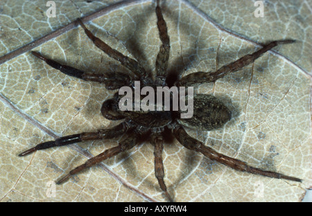 Wolfspinne (Trochosa Ruricola), Männlich Stockfoto