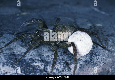 Wolfspinne (Trochosa Terricola), Weibchen mit Ei coccon Stockfoto