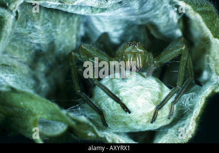 grüne Spinne (Micrommata Rosea), mit cocoon Stockfoto