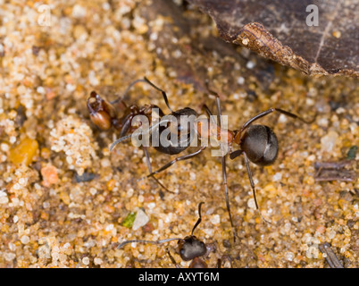Holz-Ameise Formica Rufa tragen Tote Ameise Stockfoto