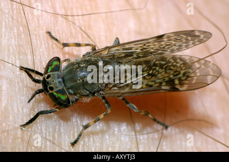 Cleg-Fly, Cleg (Haematopota Pluvialis), auf Haut Stockfoto