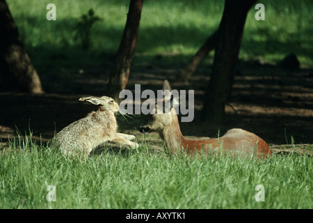 Europäische Hasen und Rehe (Lepus Europaeus, Capreolus Capreolus), treffen am Morgen Stockfoto