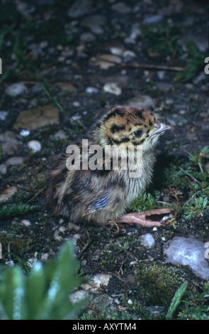 Rebhuhn (Perdix Perdix), Küken Stockfoto