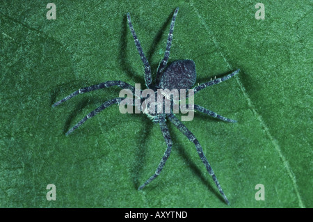 laufenden Krabbenspinne, Philodromid Krabbenspinne (Philodromus Margaritatus) Stockfoto