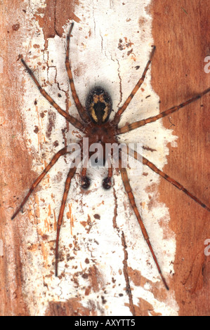 Schlangenaale Spinne, Fenster Spitzen-Weber (Amaurobius Fenestralis), Männlich Stockfoto