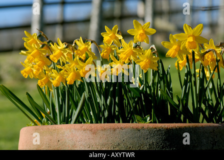 Masse des blühenden Narzissen Tete ein Tete in Terrakotta-Topf im Frühjahr Stockfoto