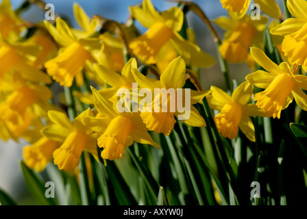 Masse des blühenden Narzissen Tete ein Tete in Terrakotta-Topf im Frühjahr Stockfoto