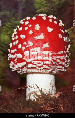 Fliegenpilz (Amanita Muscaria), Fruchtbildung Körper Stockfoto