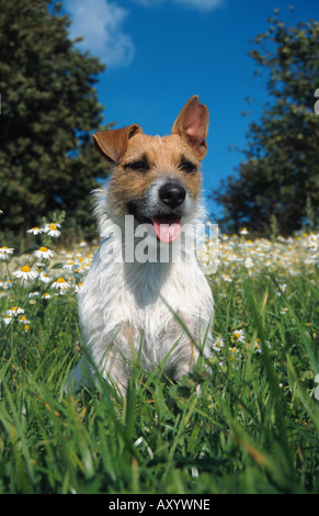 Jack Russell Terrier (Canis Lupus F. Familiaris), Porträt, in Blumenwiese Stockfoto